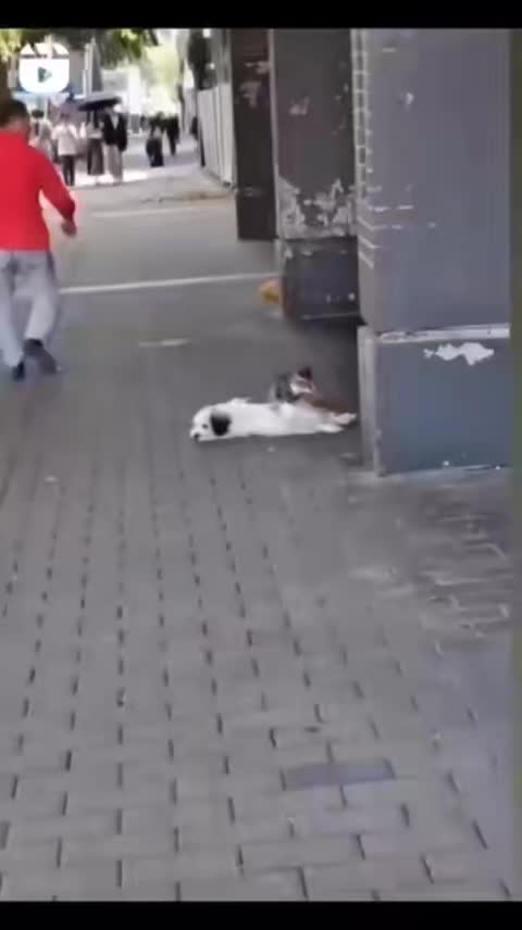 @el panda solitario