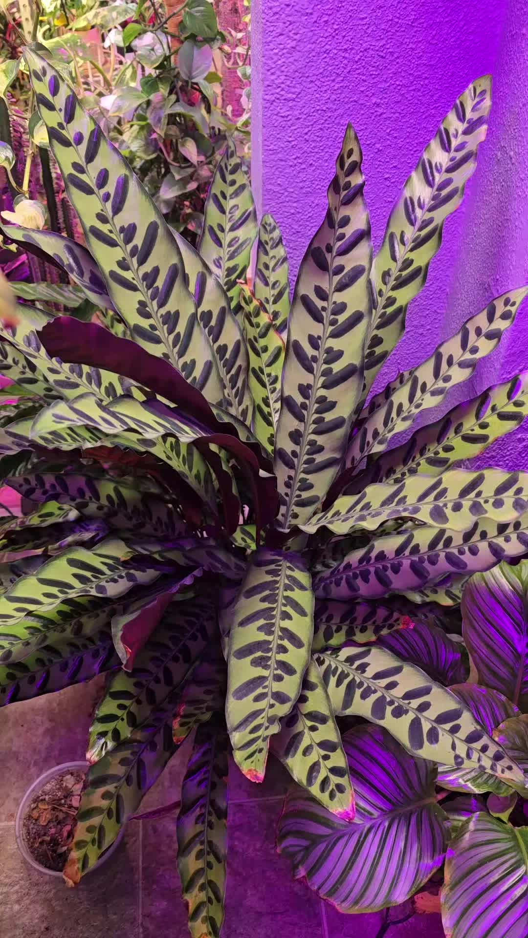 @JT - BigEGOPlants