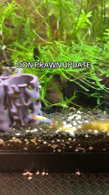 @🦐