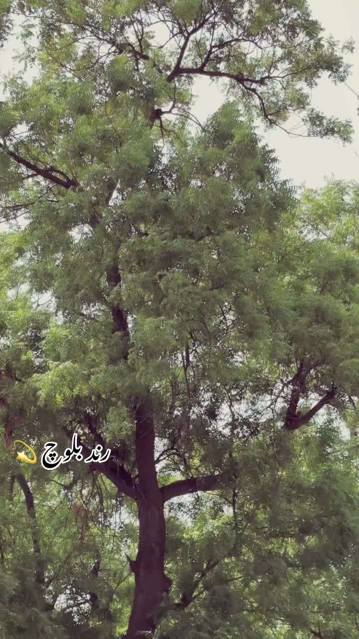 @Muhammad ریحان RinD بلوچ 👑