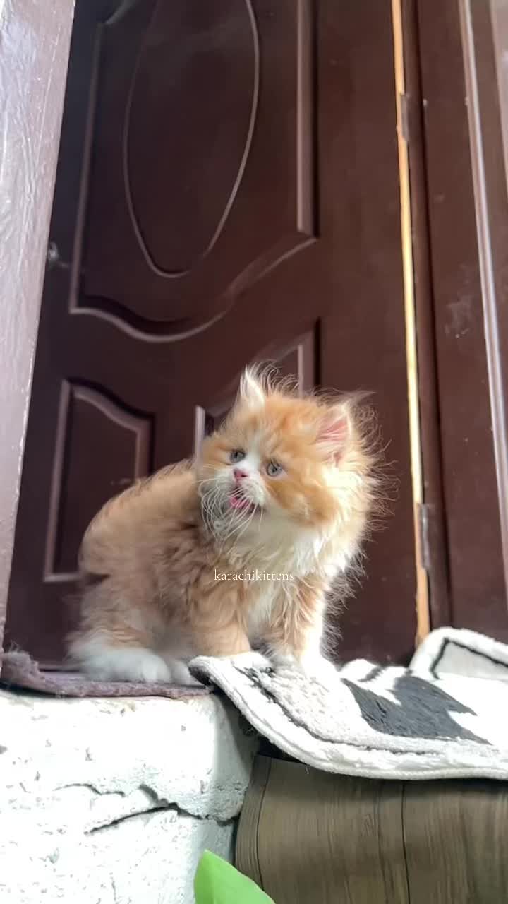 @karachikittens