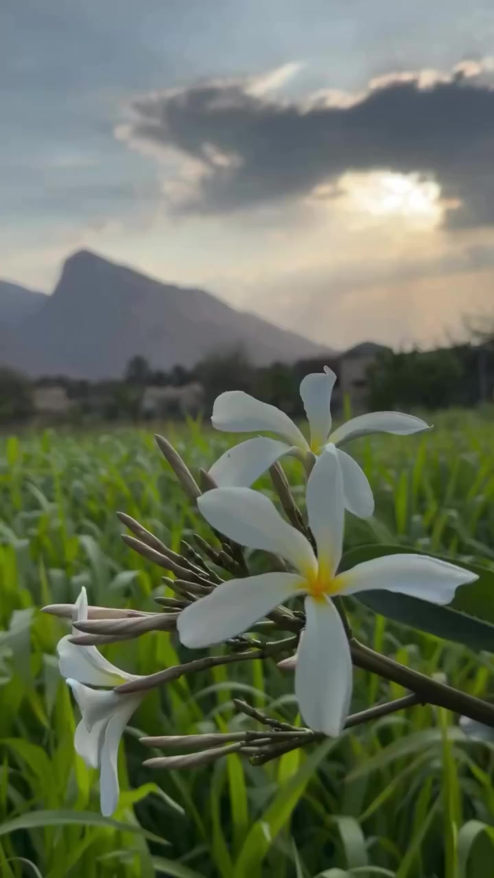 @Layla✨🇸🇦