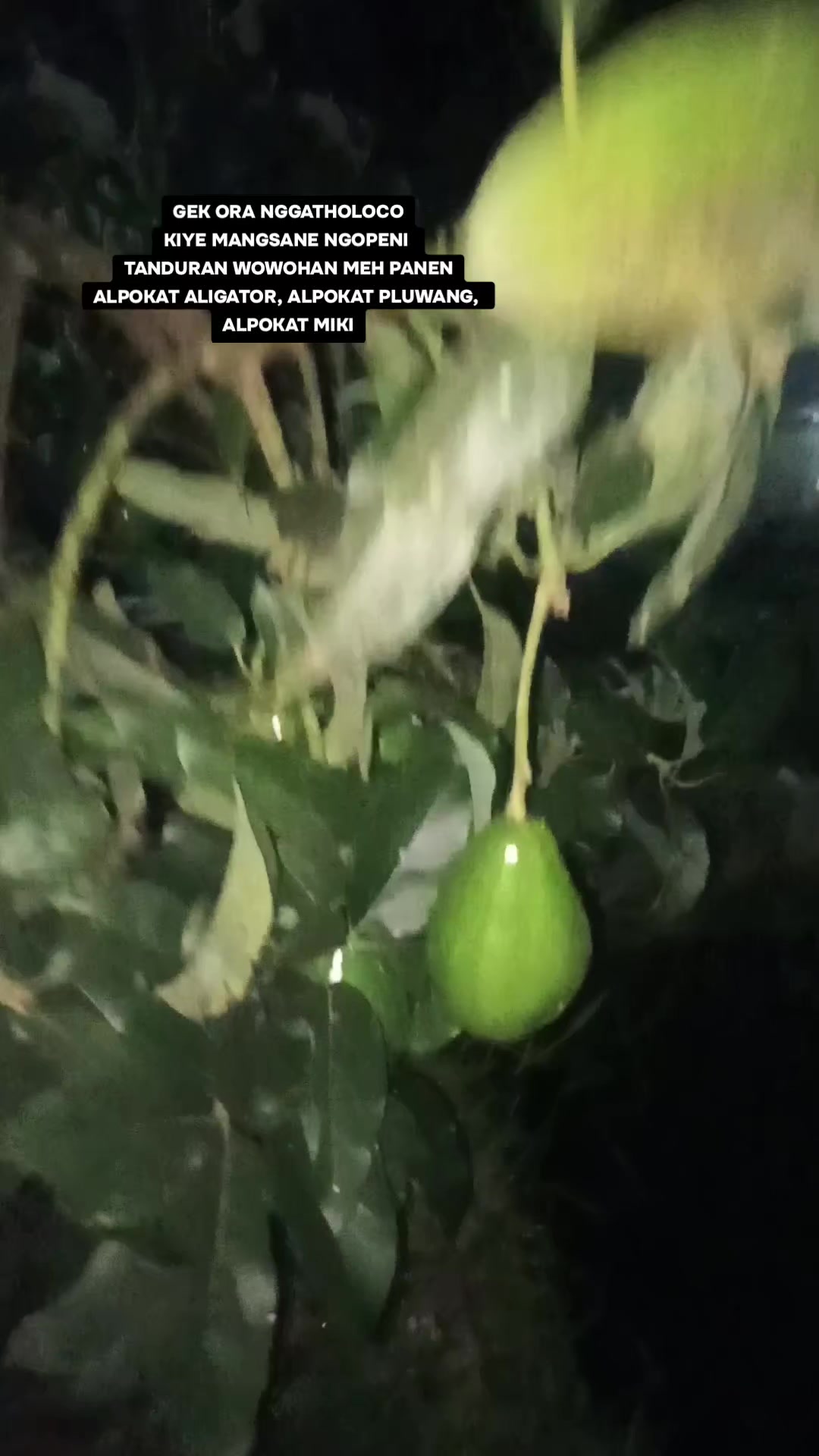 @masjoko salaman