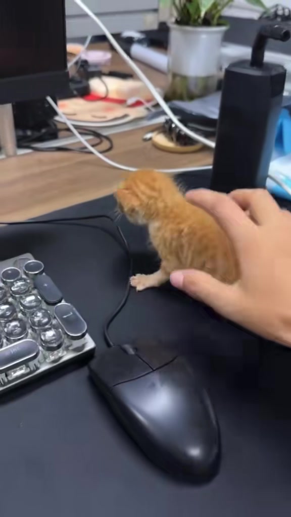 @catbosssss