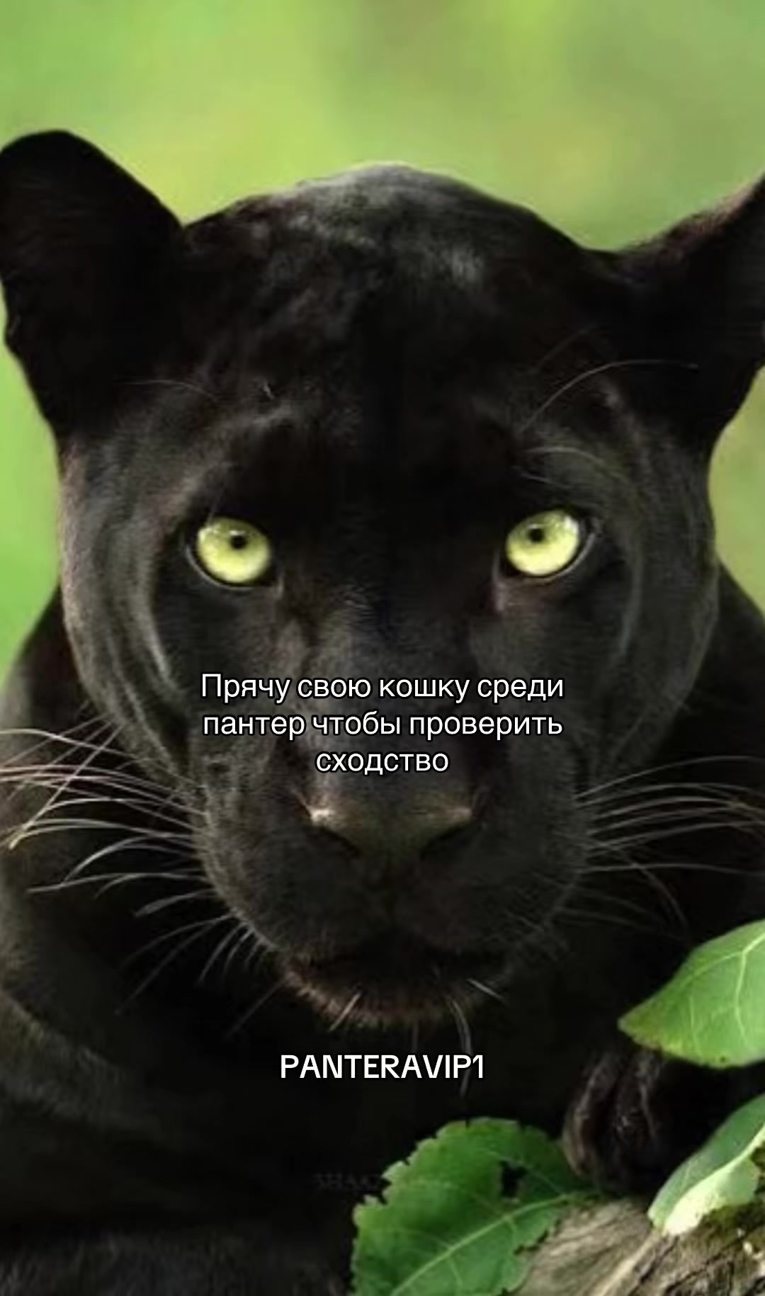 @ЧЕКАЙ ОПИСАНИЕ