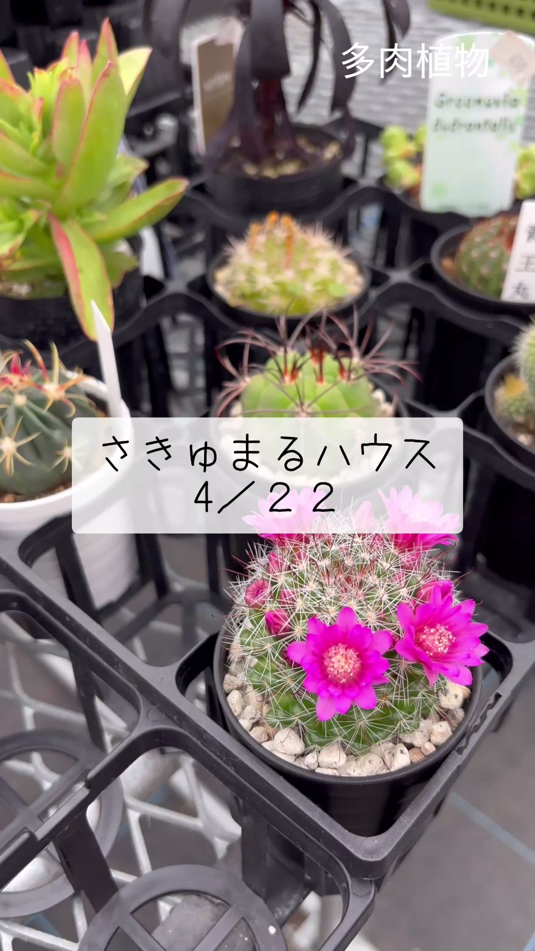@さきゅまる～こぴとSHOP