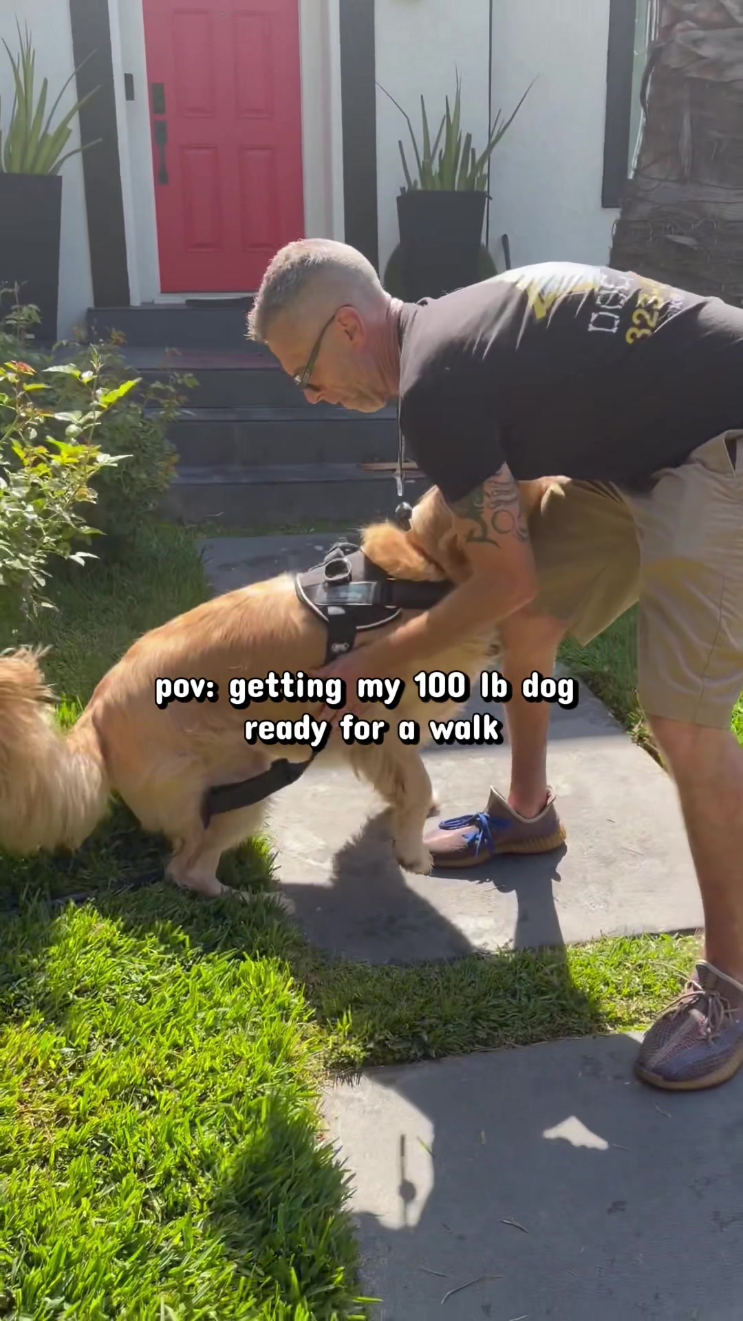 @Joyride Dogs