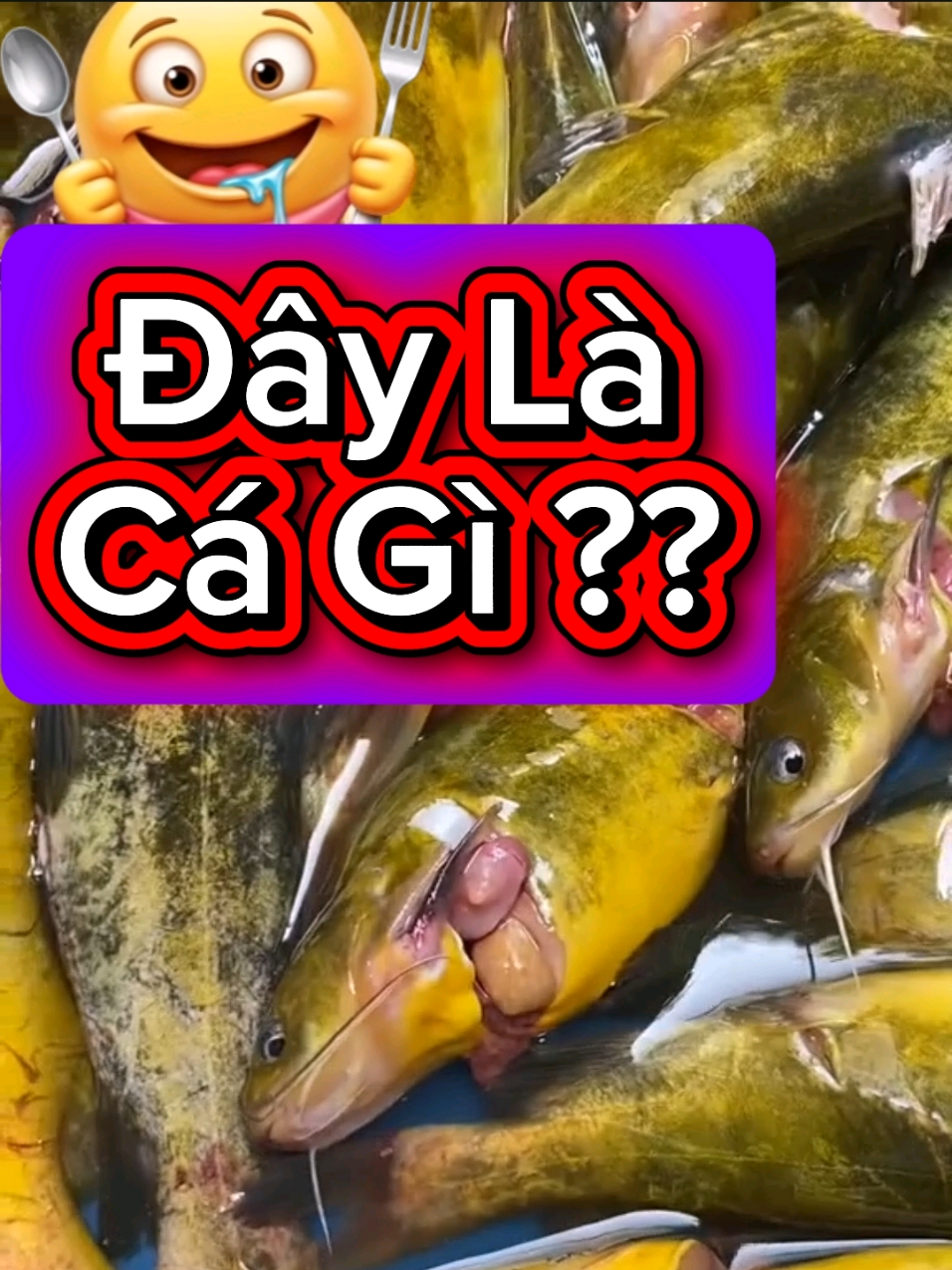 @Cá Chuối Hoa