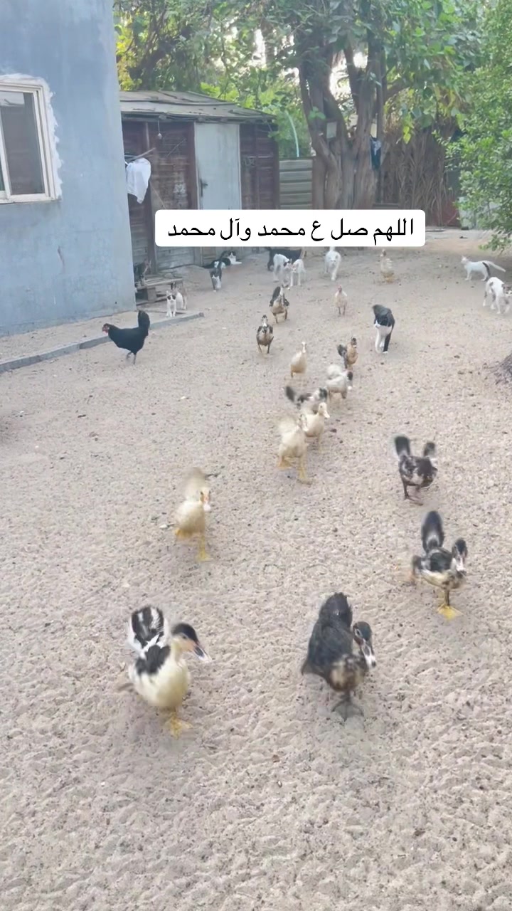 @ashkaltbiah