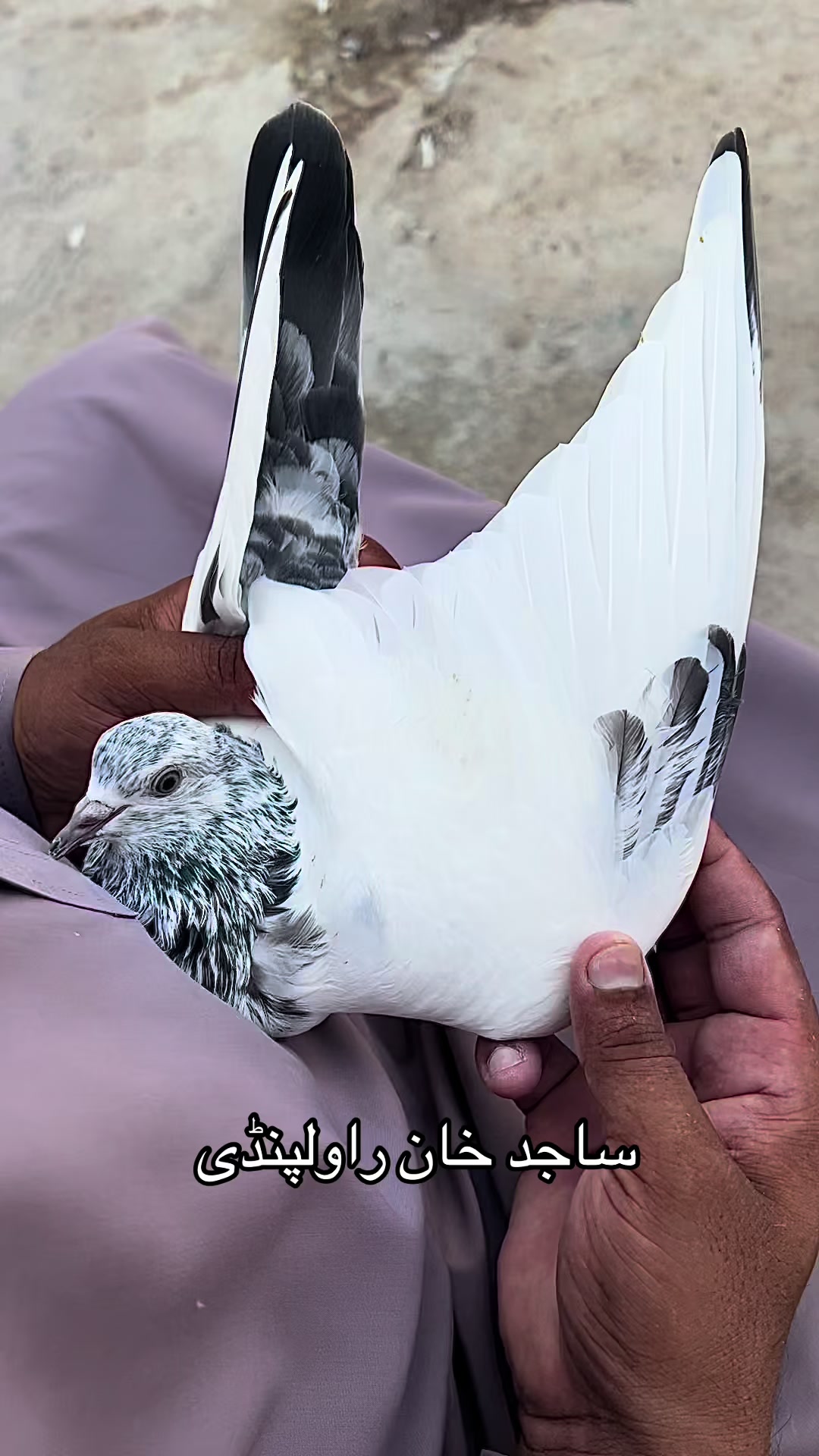@ساجد خان راولپنڈی 7.13