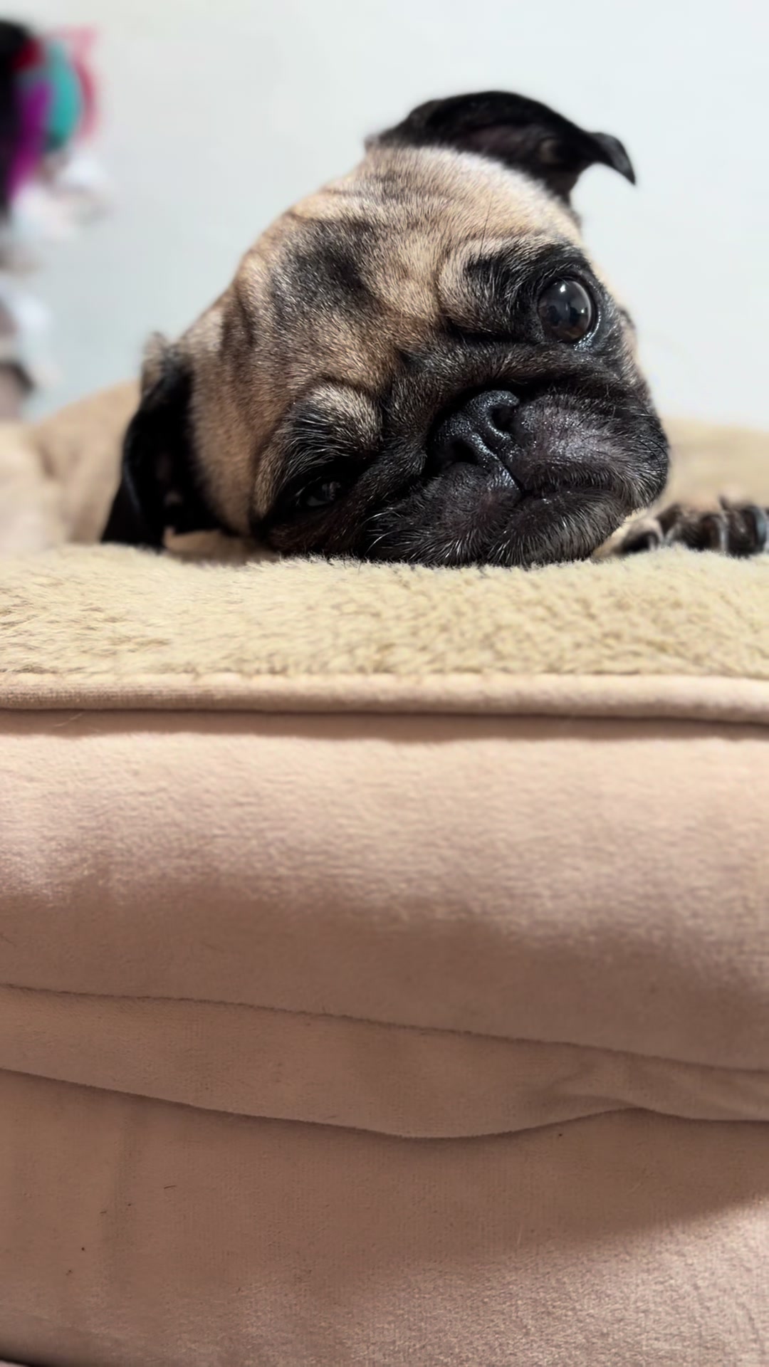 @Emma la Pug