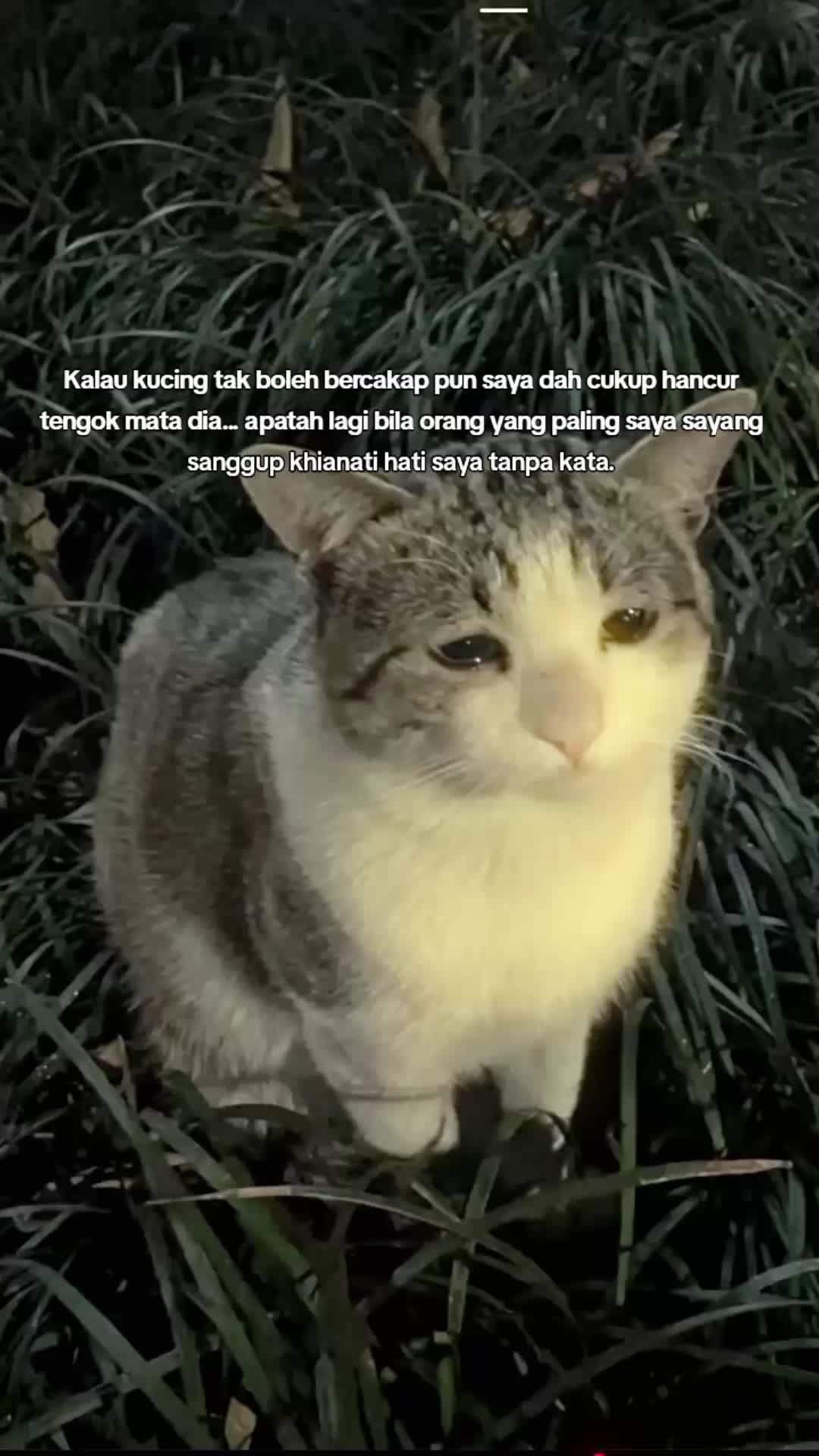 @Pecinta Kucing