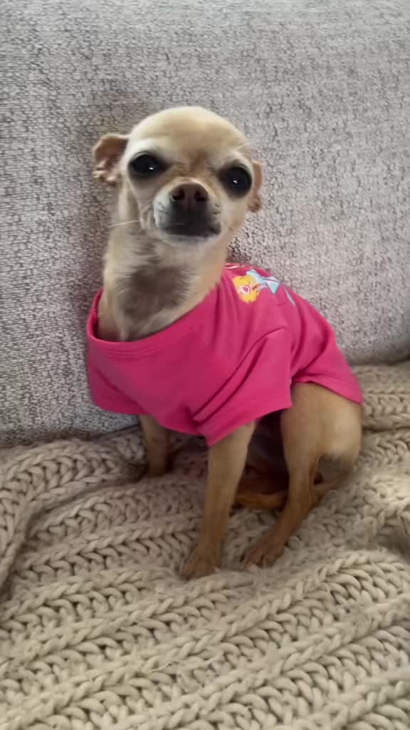 @thechihuahuafamily1