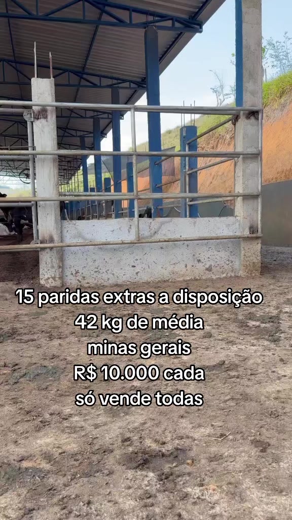 @marketing_do_gado