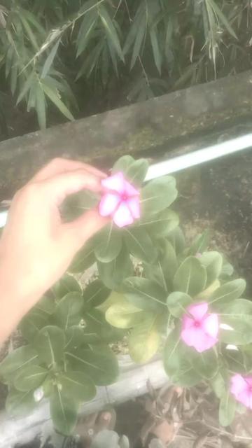@Mim 🌷🌸