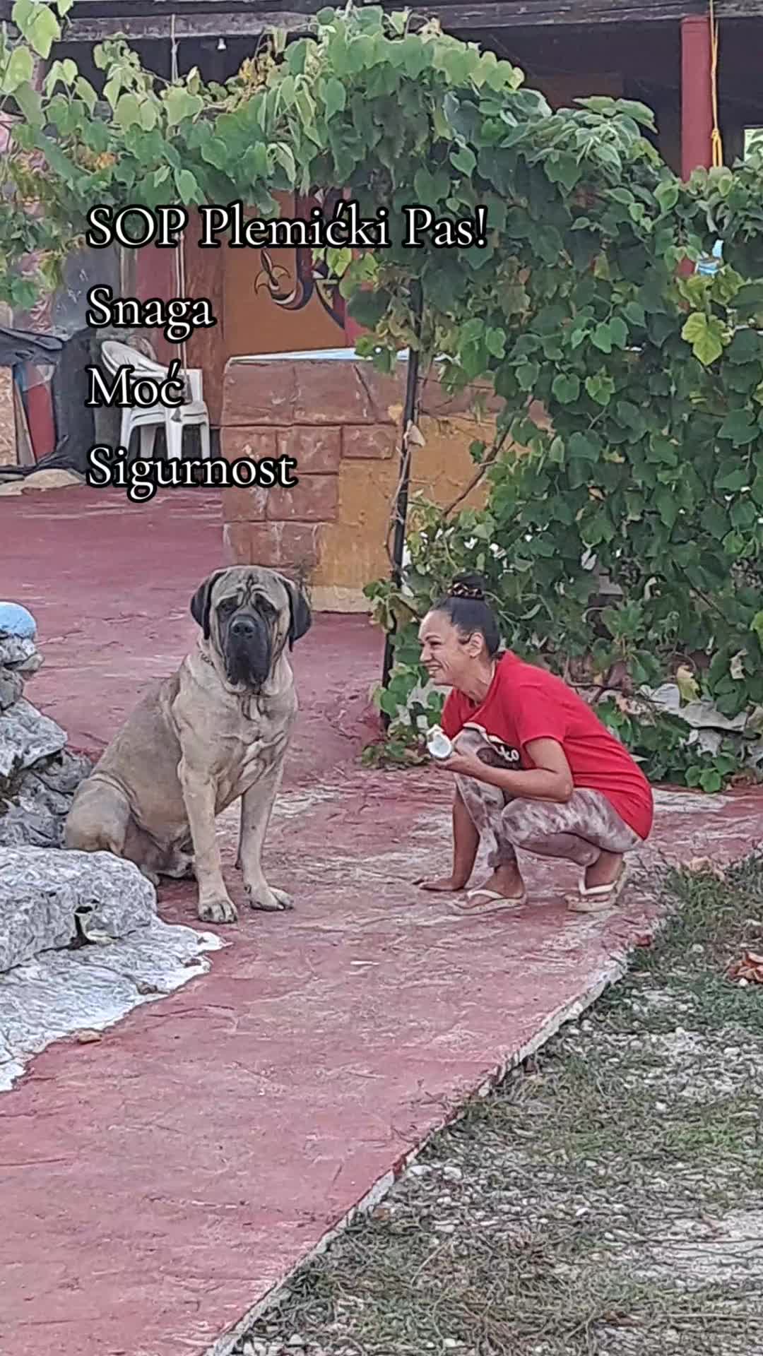 @Plemićki pas Srpski mastif