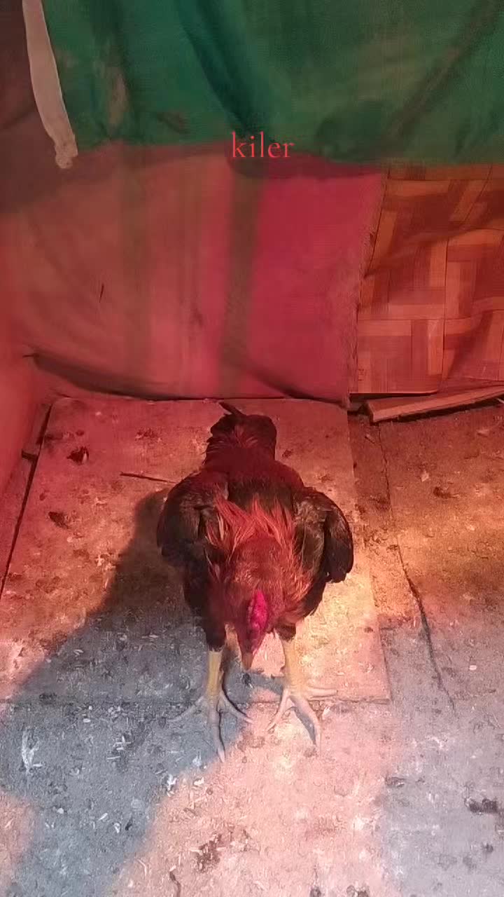 @peşəkarlar 6006556