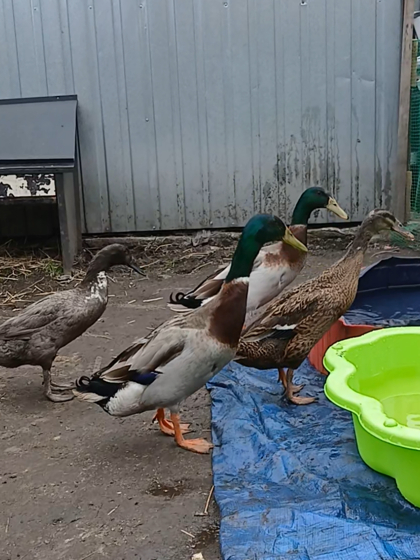 @Kaczogr&oacute;d u Milki🦆🦆🦆🦆