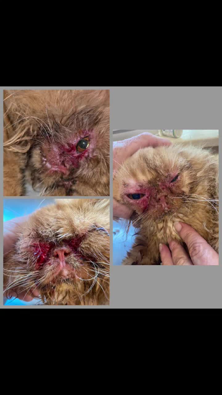 @South Texas Persian Rescue
