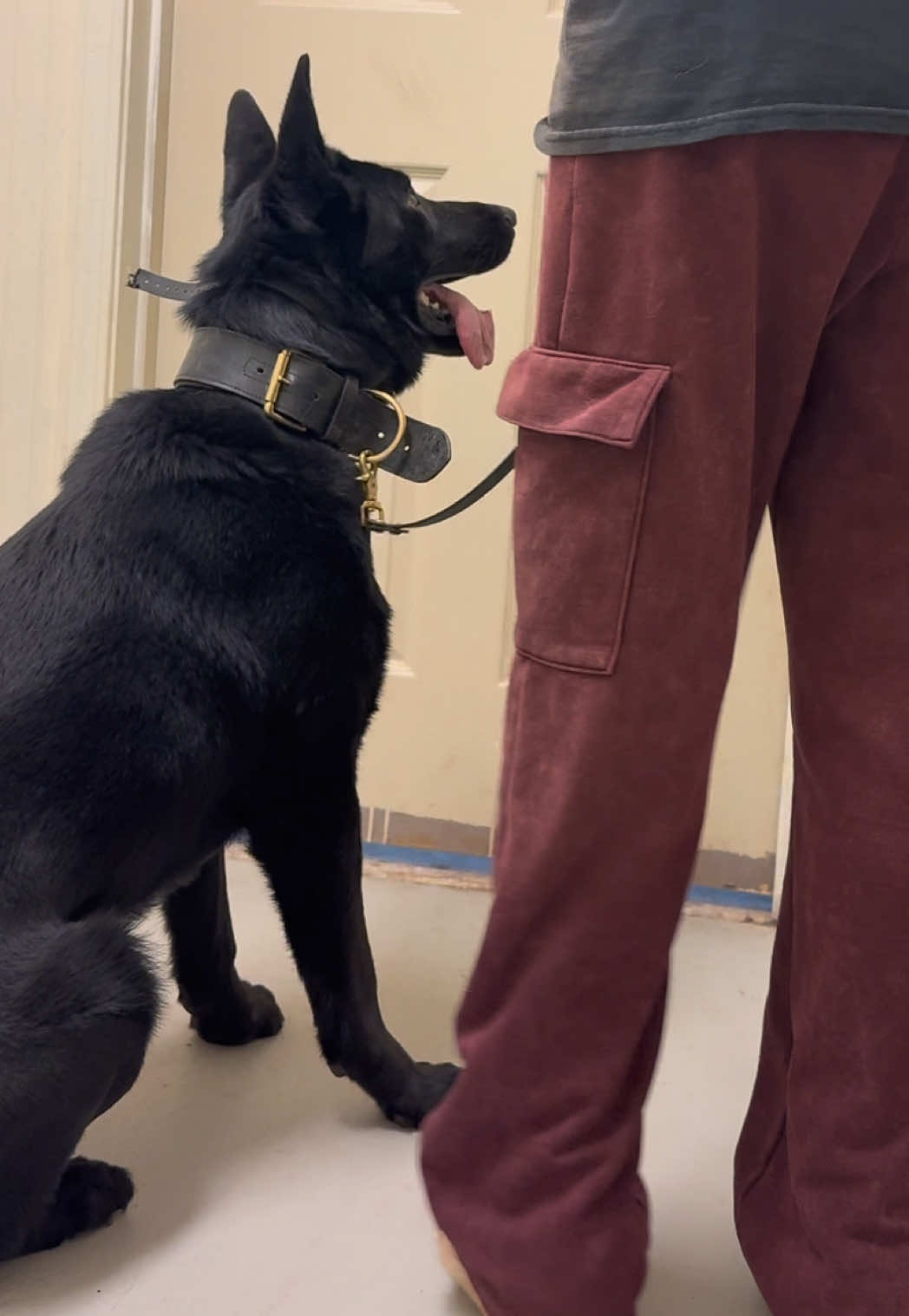 @True Guard K9 I Tara