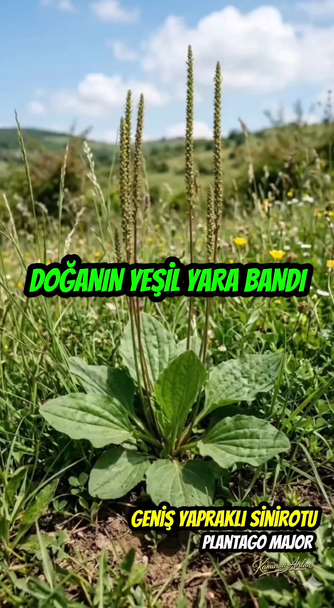 @Kamuran Arslan