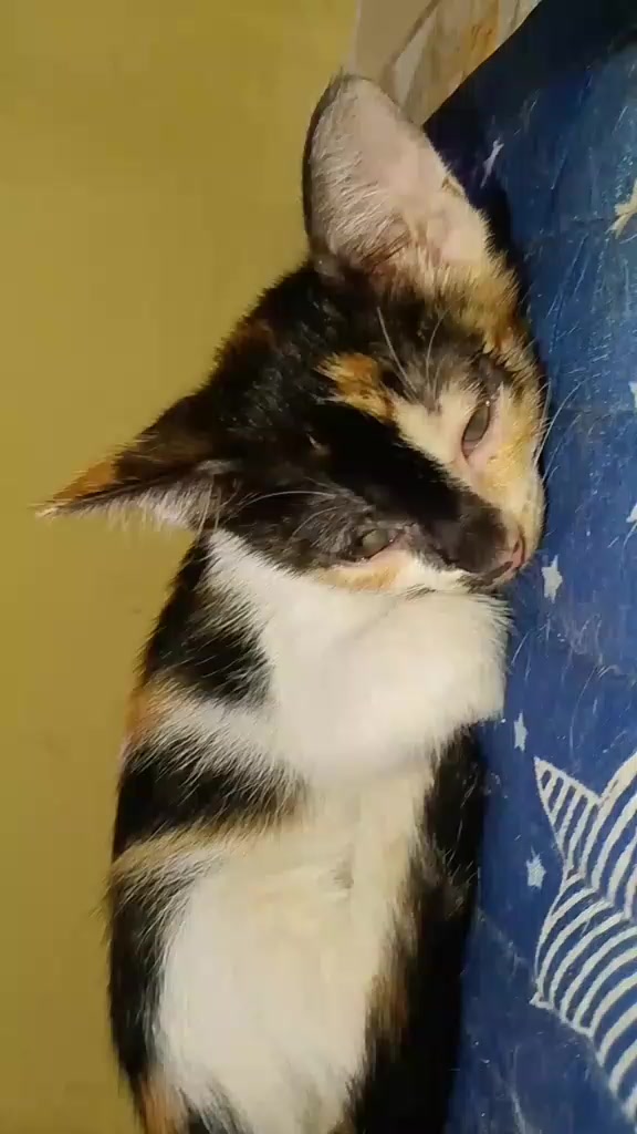 @sny meow🐈