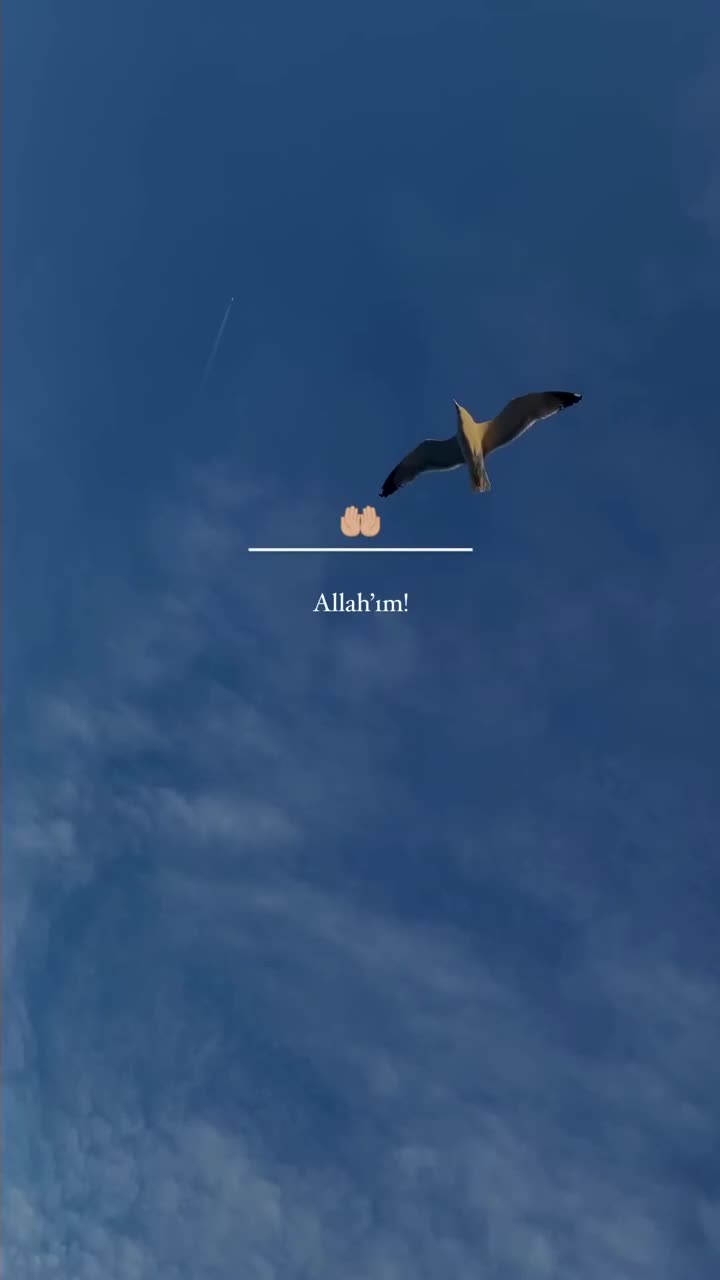 @ZEHRA 🕊