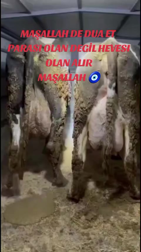 @B&Uuml;Y&Uuml;KBAŞ HAYVANCILIK