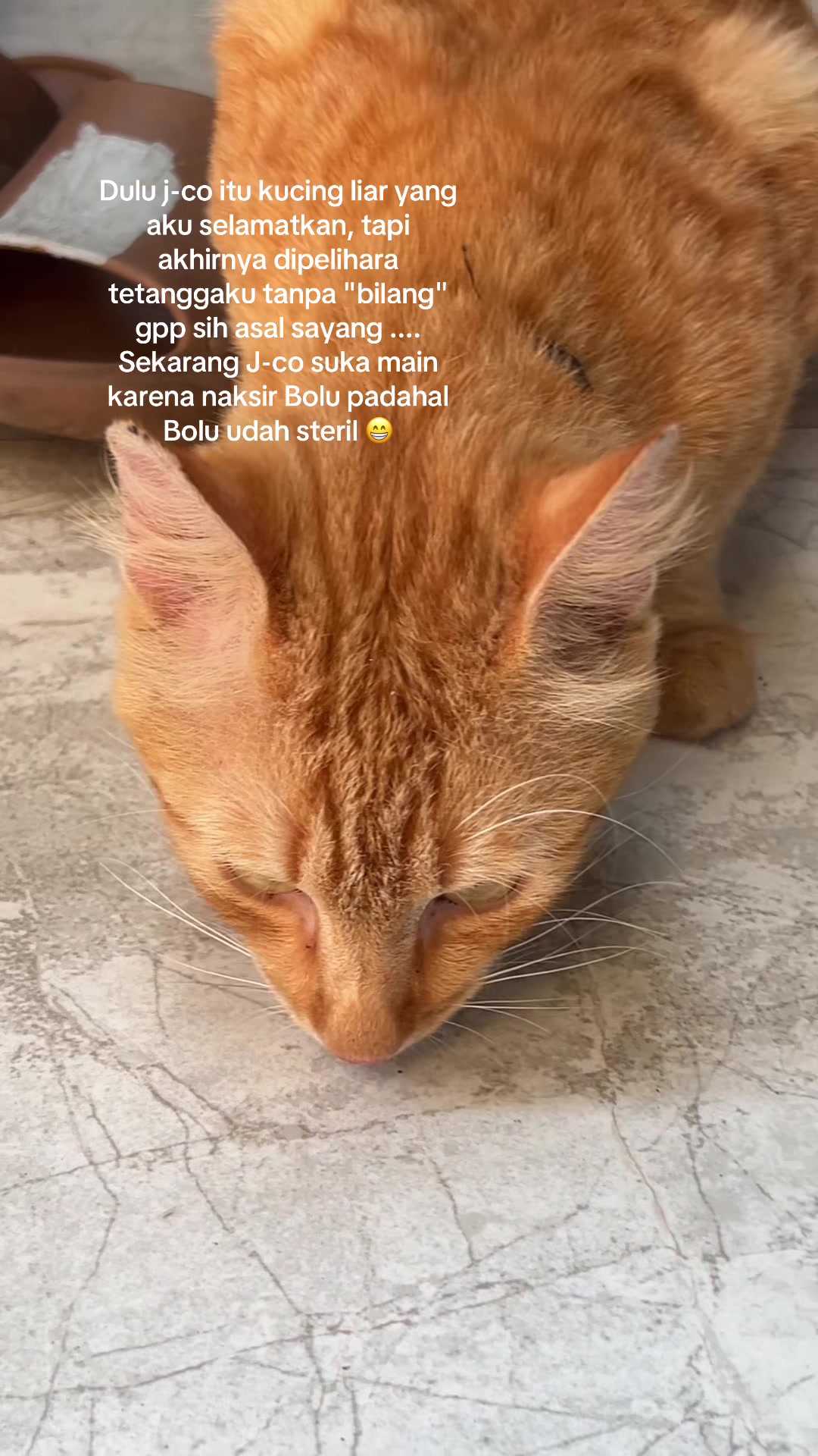 @D0minic_Dom