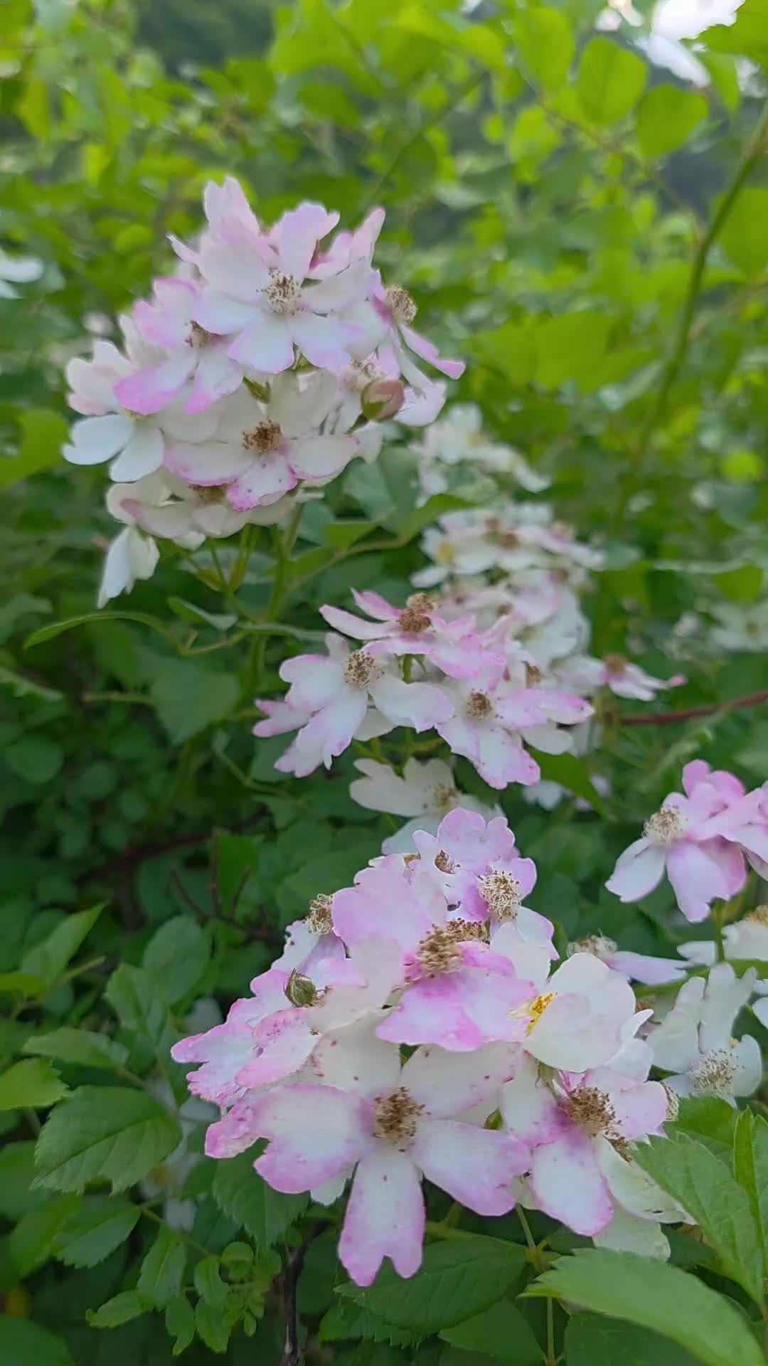 @유튜브 "정선사람들" 안용현