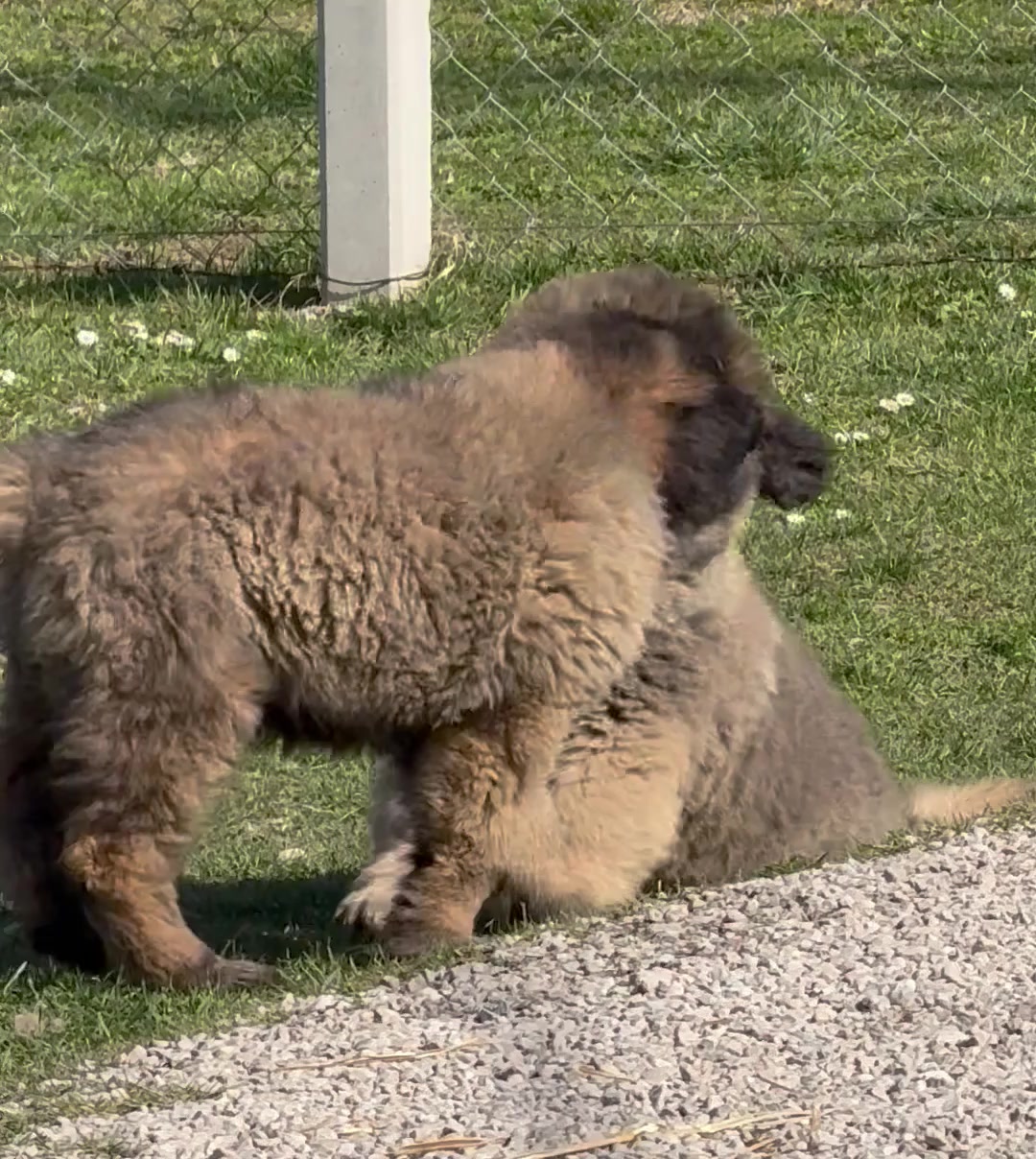 @Caucasian Shepheard Dogs