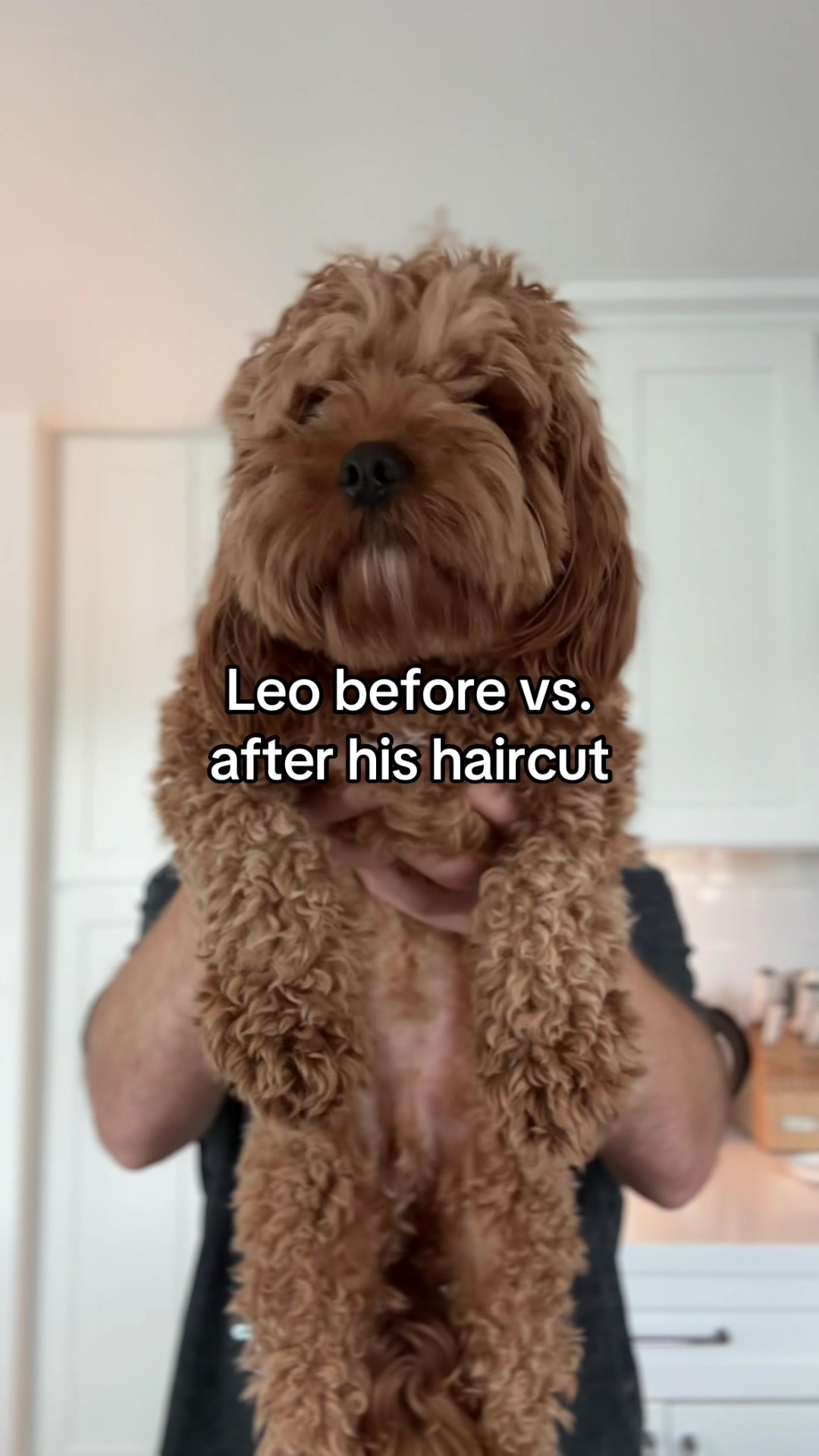 @Leo the Cavapoo