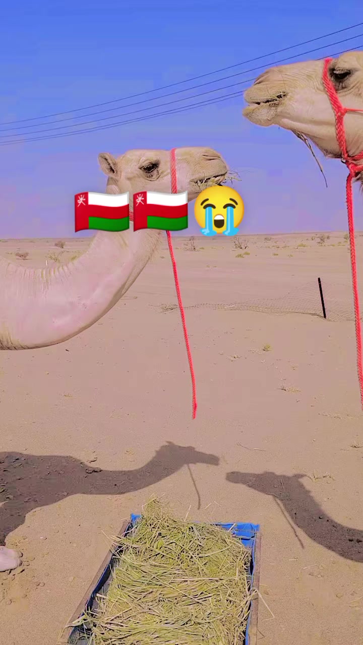 @Chandan  Oman🇴🇲🇴🇲🥰