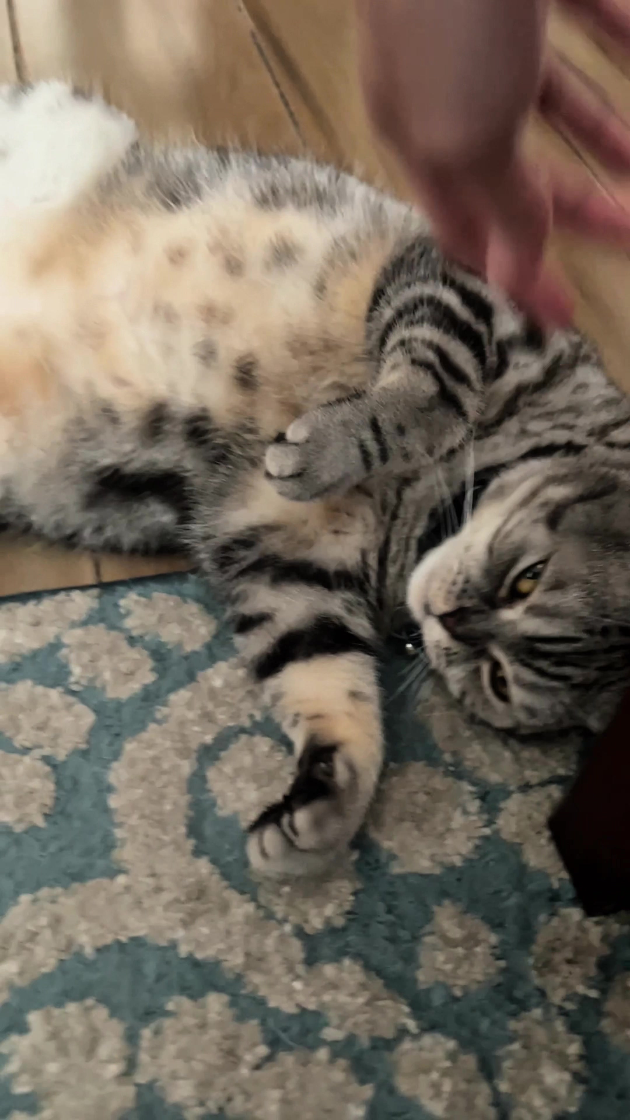 @BecauseCats