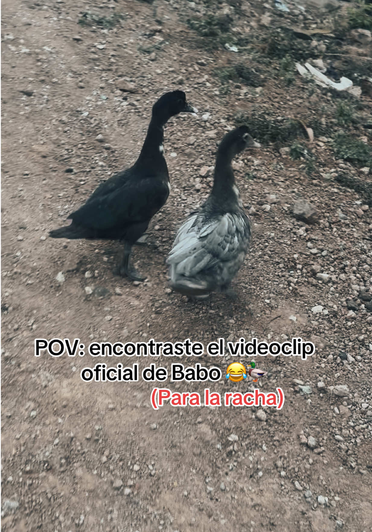 @Emily G. Te Sigue