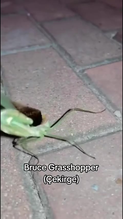 @K&ouml;m&uuml;r G&ouml;zl&uuml;m
