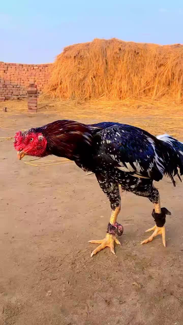 @꧁༒☬شہزاد🦅احمد☬༒꧂