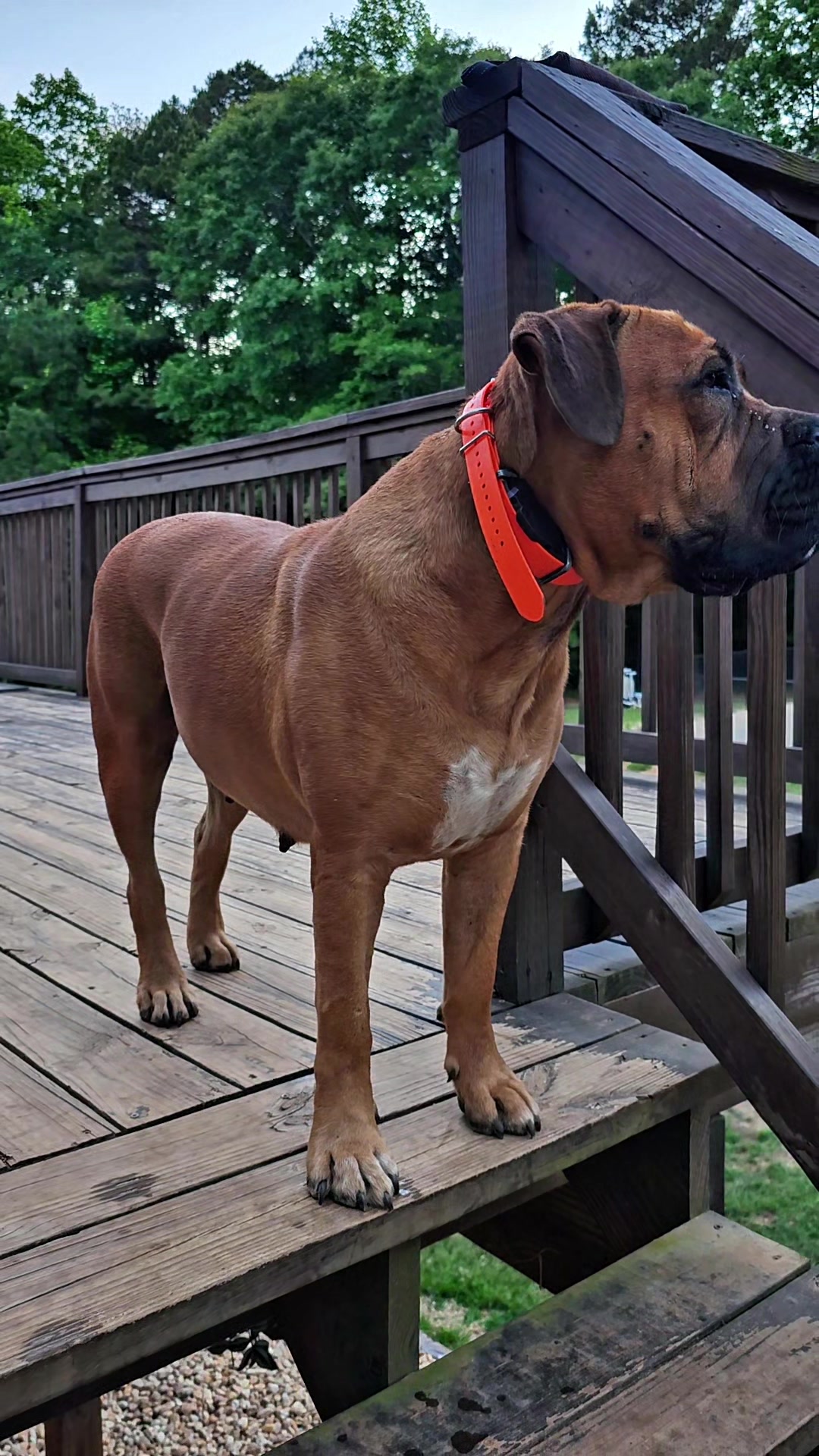 @Southern Shade Boerboels