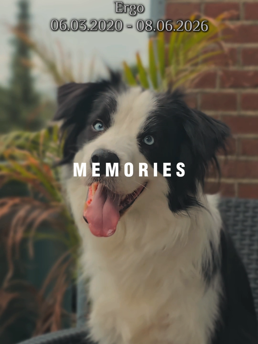@Sup.Collies🧡💙
