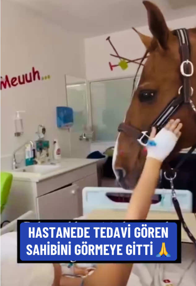@kedifanatikleri