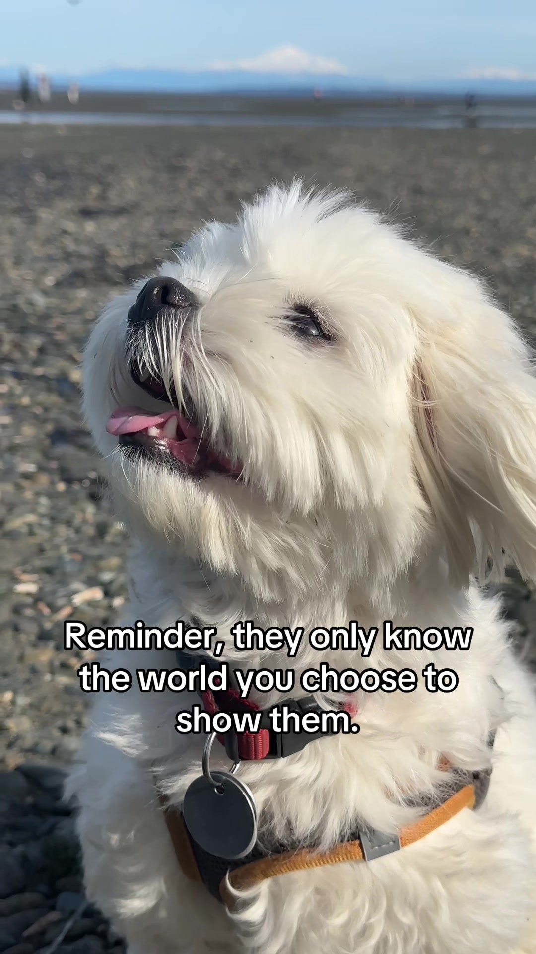 @theluckymaltese