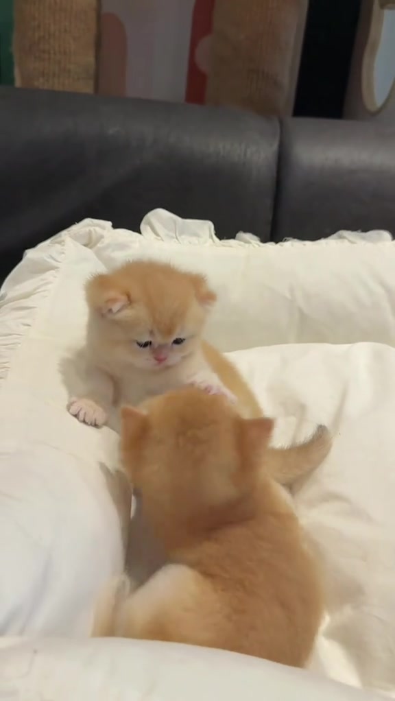 @catbosssss