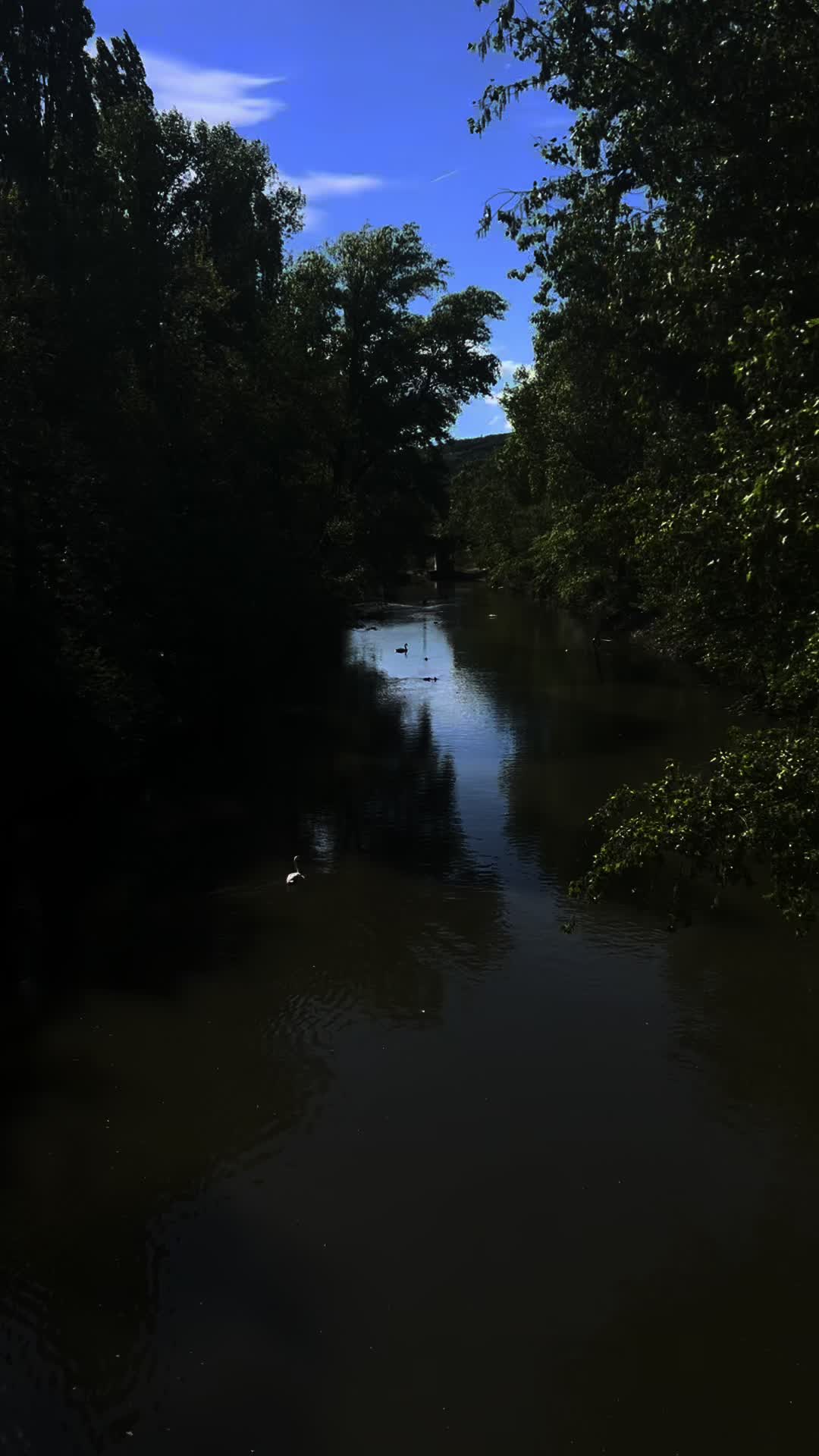 @𝒮𝓌𝒶𝓃🦢