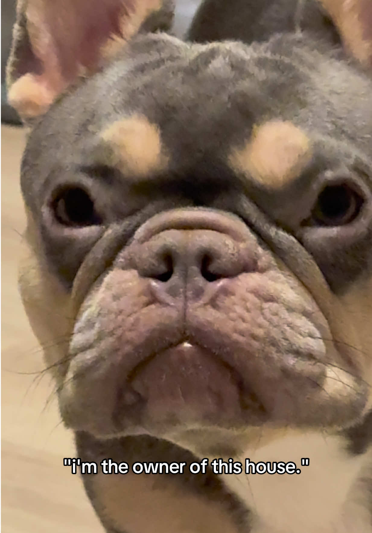 @frenchiesofvegas