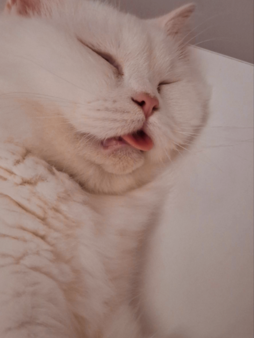 @😺Şila😻Şima😺