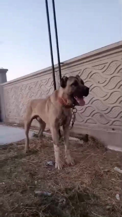 @🌹Kamuran Çimen🌹