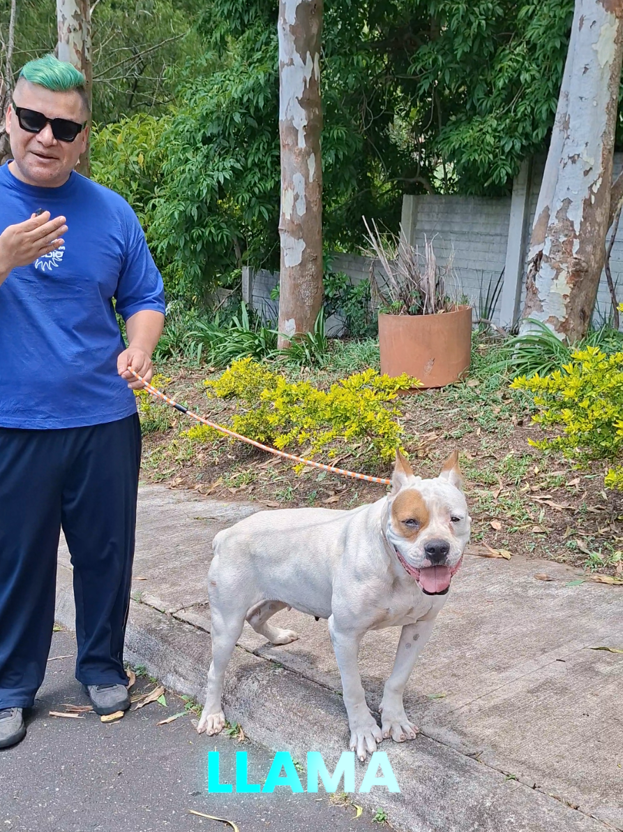 @Dogo Guatemalteco oficial