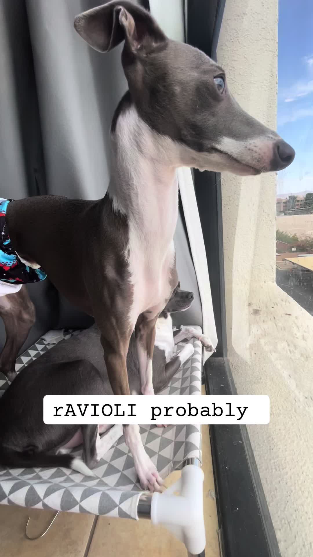 @ravioli.linguini