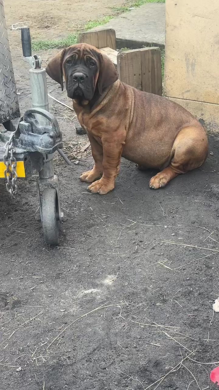 @MaNjoms wamaGovu 🐾