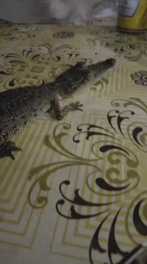 @๖ۣ•҉ṃєʟʟԀєʟяȏṡєᥫᩣ